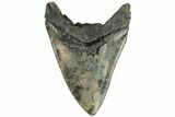Fossil Megalodon Tooth - South Carolina #168225-2